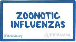 Zoonotic influenzas  causes symptoms diagnosis treatment pathology [upl. by Saitam]