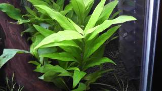 Hygrophila corymbosa part1 [upl. by Childs]