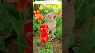 rescue lion cub from abusive parents lion animals shorts [upl. by Oludoet245]