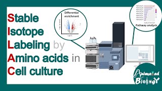 SILAC  Stable isotope labeling by amino acids in cell culture  applications of SILAC  Limitations [upl. by Anwadal]