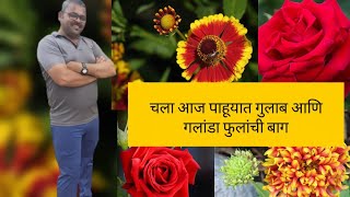 Rose Flower garden and Galanda गुलाब आणि गलांडा फुलांची बाग gulab flowers shetkari [upl. by Lateh]