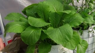 Turnip Greens Grown Hydroponically [upl. by Nnahaid]