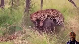 A fierce battle unfolds between a leopard and a warthog [upl. by Salomi]