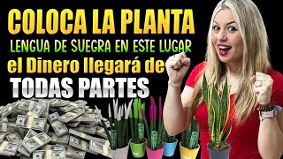 Coloca la planta Lengua de Suegra en este lugar ¡y el Dinero llegará de todas partes [upl. by Adiazteb]