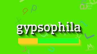 HOW TO PRONOUNCE GYPSOPHILA gypsophila [upl. by Eliathas959]