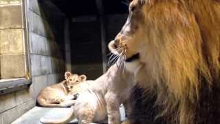 Lion Cubs Meet Dad  Cincinnati Zoo [upl. by Koeninger]