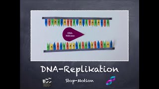 DNAReplikation  StopMotion Video 🎥 [upl. by Hynda]