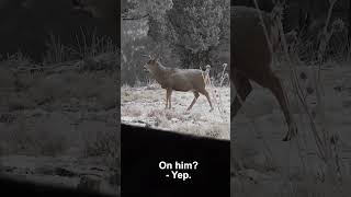 Big Body Mule Deer Buck in the Snow with a Hoyt Bow [upl. by Audly]