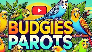 Relaxing Budgies and Parrots Sounds  Live Nature Ambience [upl. by Ahsal]