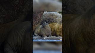 Mom rescues baby walrus from a death trap animals walrus wildlife [upl. by Sexela]