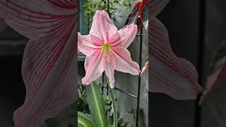 무늬 아마릴리스 Hippeastrum reticulatum 수선화과 작은 구근을 키워 4년만에 우아한 꽃이 피었네요 [upl. by Ailatan]