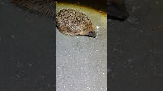 Hedgehogs Endangered species 🦔🦔🦔 love shorts music [upl. by Adnoma]