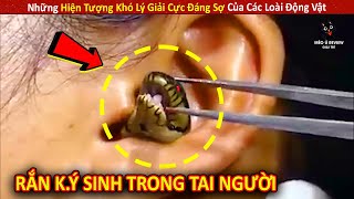 Những Hiện Tượng Khó Lý Giải Cực Đáng Sợ Của Các Loài Động Vật P9  Review Giải Trí Đời Sống [upl. by Mountfort377]