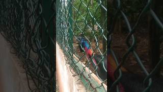 Very Angry Cassowary Bird Sounds [upl. by Efeek878]