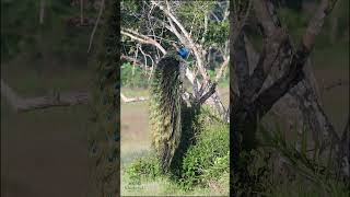 A majestic peacock perched alone on a tree showcasing its vibrant beauty 🦚🌳 [upl. by Eltsyrk]