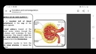 Structure of Nephron [upl. by Elayor]