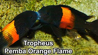 Tropheus sp Black Pemba Bemba Orange Flame [upl. by Ivy]