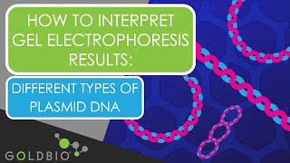 How to Interpret Gel Electrophoresis Results Different types of plasmid DNA [upl. by Odlonyer]