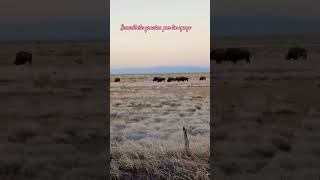 bisontes en janos chihuahua keşfet kesfet cover bollywood song automobile fugaporla57 musicg [upl. by Svend]