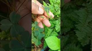 Oxalis plant when touched what happened shorts viral viralvideo trending trendingshortsplant [upl. by Tarryn]