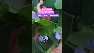 Day Flower केना कनकौआ Commelina Communis कृष्ण घास garden shorts shortsfeed [upl. by Kirstyn]