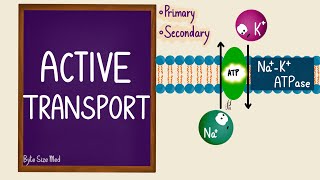 Active Transport  Transport Across the Cell Membrane  Sodium Potassium Pump  Cell Physiology [upl. by Suillenroc]