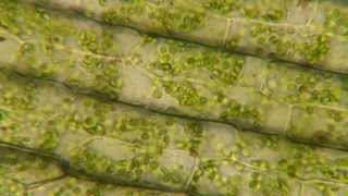 Plasmolysis in Elodea [upl. by Avery]