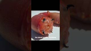 Bloodworm facts knowledge didyouknow [upl. by Leesa]