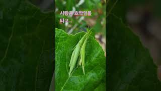 방아깨비인가 들켰다 주말농장 방아깨비교미longheaded grasshopperinsects [upl. by Aruon]