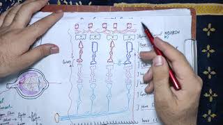 guyton chapter 51 part 3 Rhodopsin retinal visual cycle Reformation of rhodopsin night blindness [upl. by Urquhart87]