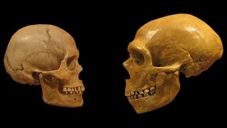 Homo Sapiens vs Neanderthals  The Evolution of Language [upl. by Myriam574]