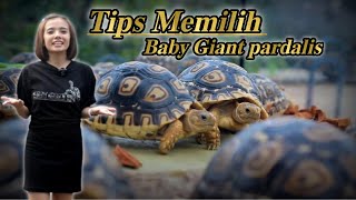 TIPS MEMILIH BABY GIANT PARDALIS  88TORTO [upl. by Downall]