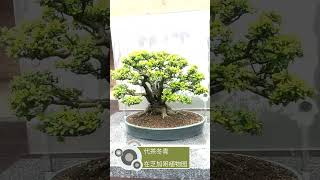 A Yaupon holly bonsai [upl. by Holtz]