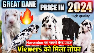 Great dane price in 2024  Ultimate great dane for sale  harlequin great dane [upl. by Cher]