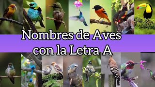 NOMBRES DE AVES QUE EMPIEZAN CON LA LETRA A 🦅🐦🕊 [upl. by Marbut]