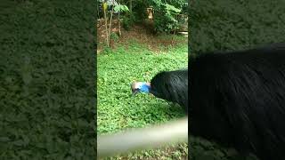 The sound of the Cassowary Bird goes viral in shorts [upl. by Petuu]