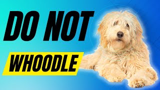 7 Reasons You Should NOT Get A Whoodle Dog [upl. by Wolpert292]