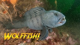 Diver Handfeeds a Wolffish [upl. by Fidelia488]