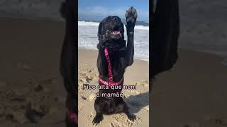 Truques que meu labrador sabe fazer [upl. by Bobinette926]