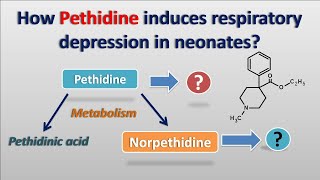 How Pethidine produces respiratory depression in neonates [upl. by Hugo127]