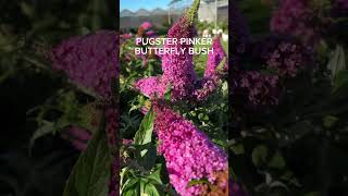 5 Super Heat Tolerant Flowering Shrubs for Summer 🌸 garden summer summerflowers [upl. by Dennard]