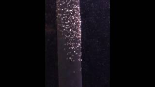 Angelfish eggs turning to wrigglers Day 4 [upl. by Croydon]