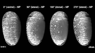 Imaging embryogenesis in the beetle Tribolium [upl. by Shirberg]