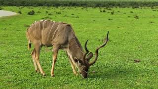 the antilope and sound of antilopes [upl. by Emsmus76]