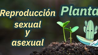 Cómo se reproducen las plantas sexual y asexual  explicación niños primaria [upl. by Sigsmond]