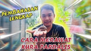 CARA MERAWAT KURA PARDALIS AGAR BISA MENJADI SNOW Tutorial Pardalis Pardalis Kenya [upl. by Jahdal]