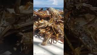 Lobster 🦞 Cooking lobster food foodnetwork jamaicafood foodshorts yutubeshorts [upl. by Ailemrac678]