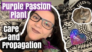 Purple Passion Plant  Care and Propagation [upl. by Nanni]