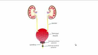 Renal Micturition [upl. by Hal]