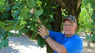 Hazelnut Growing Practices with Don Blake [upl. by Ayhdnas121]